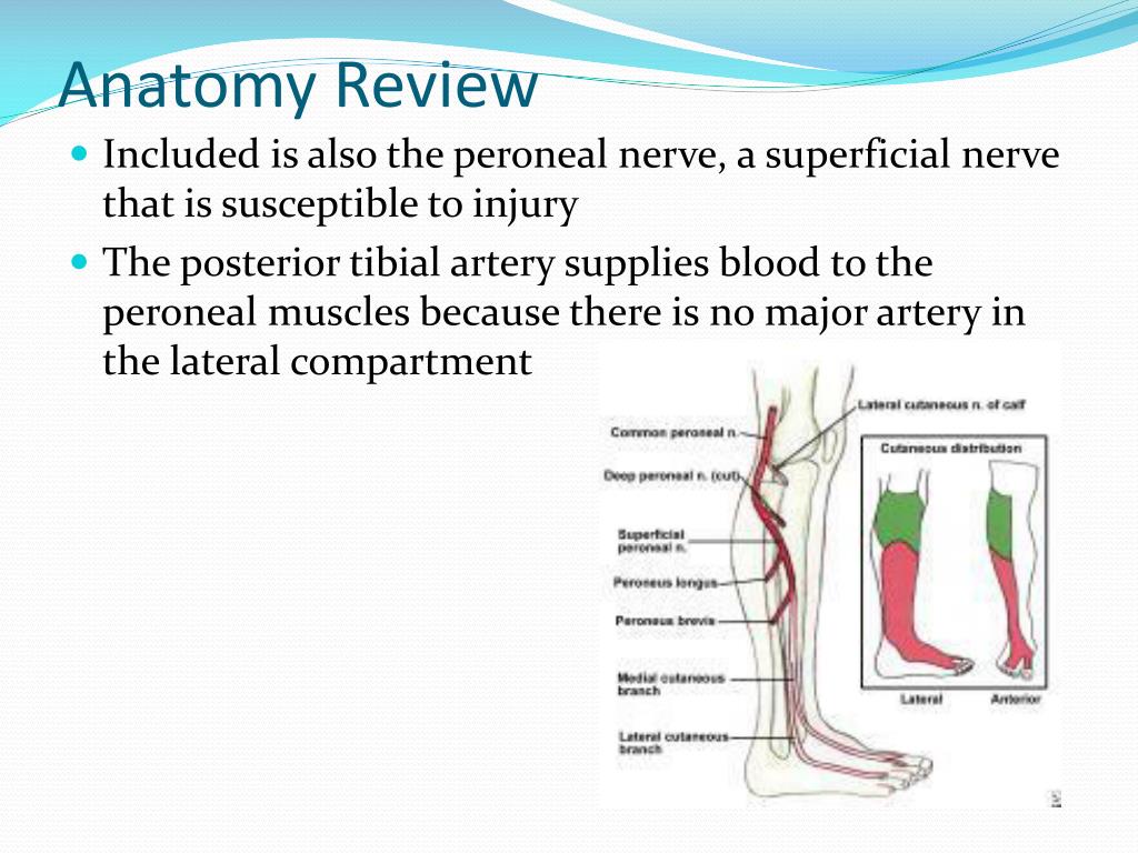 Ppt Injuries To The Lower Leg Ankle And Foot Powerpoint Foot Ankle