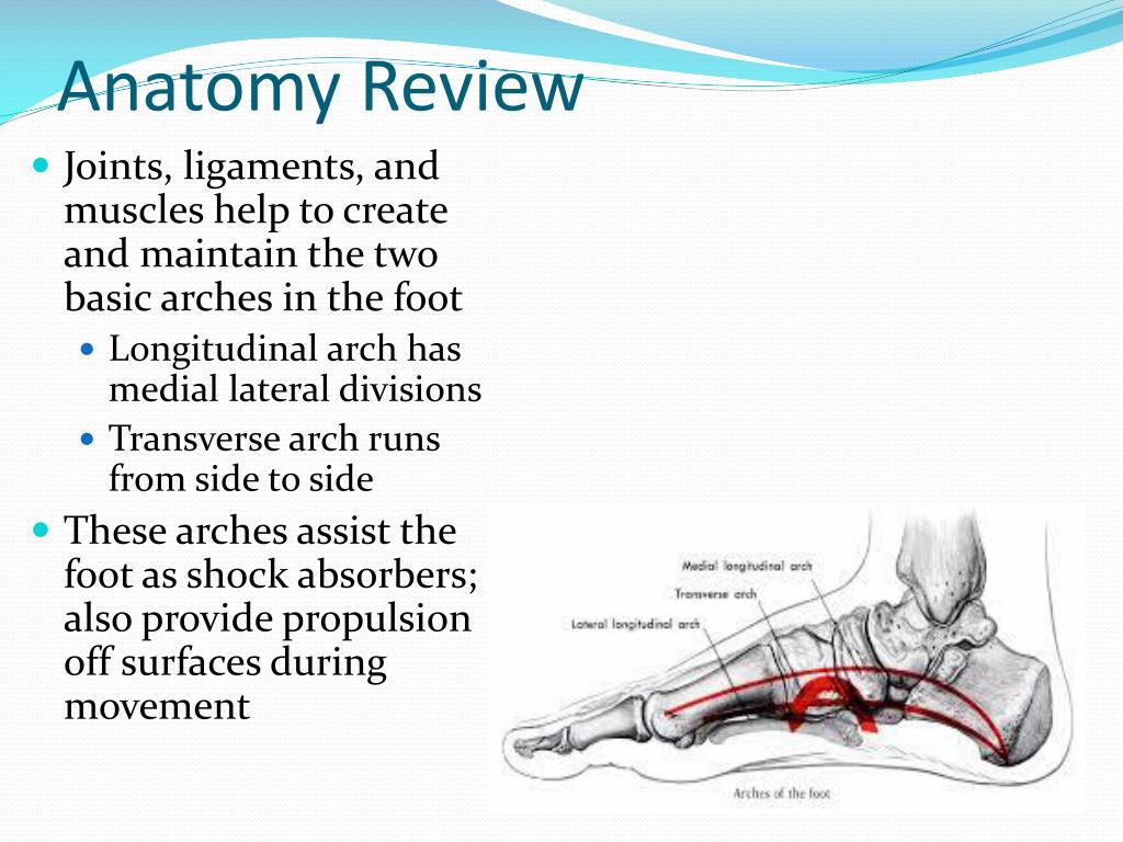 PPT - Injuries to the Lower Leg, Ankle, and Foot PowerPoint ...