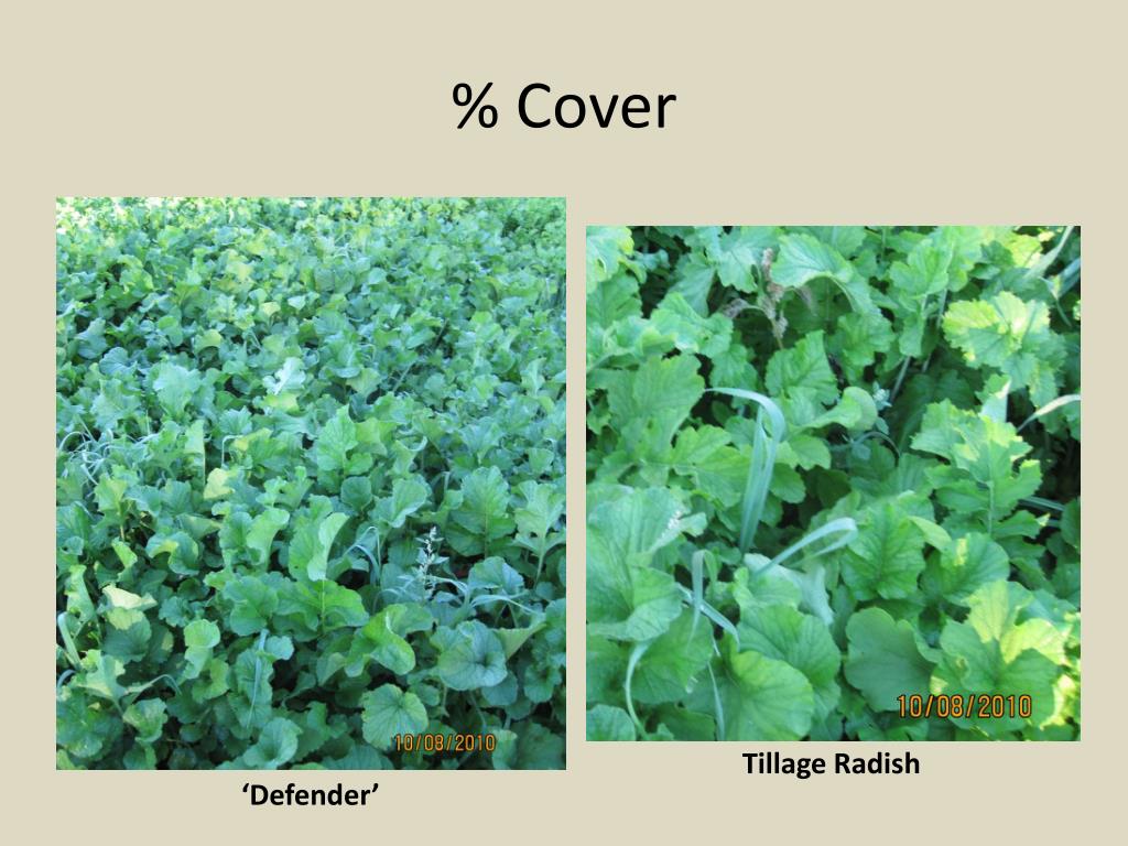 PPT Brassica Cover Crop Variety Trial PowerPoint Presentation, free
