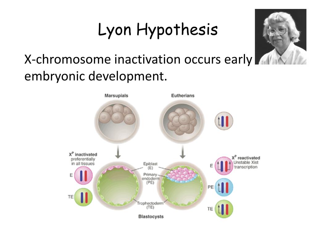 what is the lyon hypothesis all about