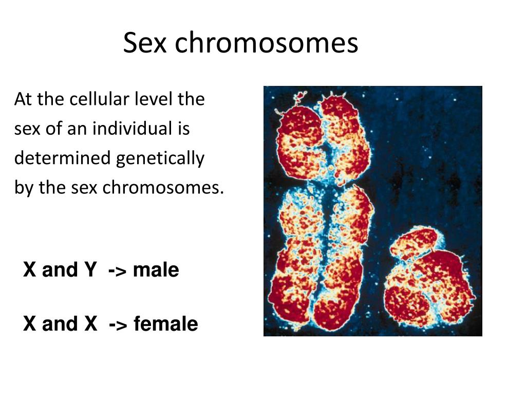 Ppt Sex Chromosomes And Abnormalities Powerpoint Presentation Free Download Id1905391 1883
