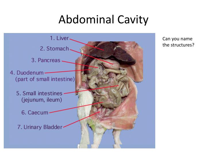 PPT Rat Dissection PowerPoint Presentation ID1906944