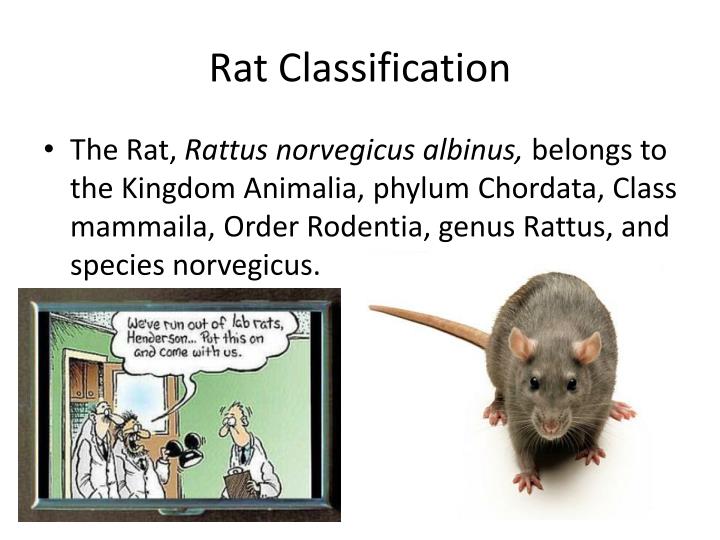 PPT - Rat Dissection PowerPoint Presentation - ID:1906944