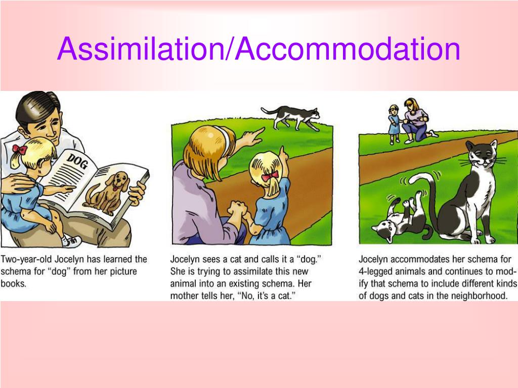 what is assimilation in child development