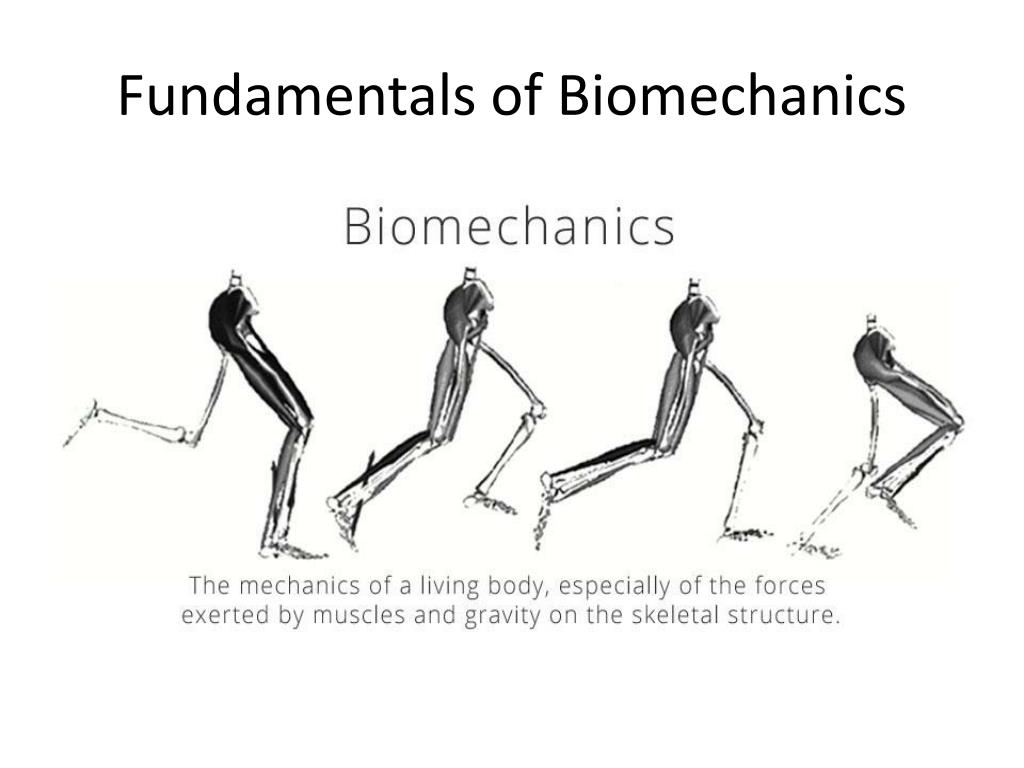 PPT - Fundamentals of Biomechanics PowerPoint Presentation, free download -  ID:1908830