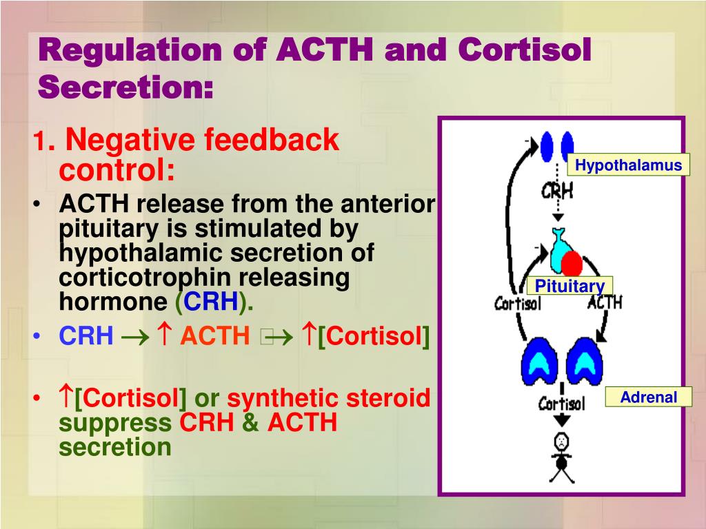 secretes cortisol and aldosterone secretes cortisol and aldosterone