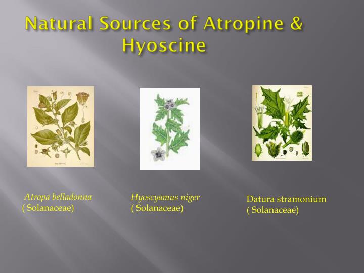 Ppt 3 buscopan powerpoint presentation id 1910926