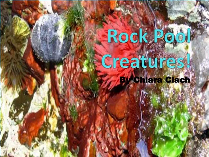 animals that live in rock pools