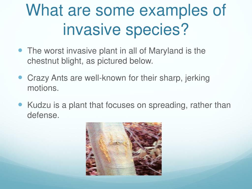 synthesis essay invasive species