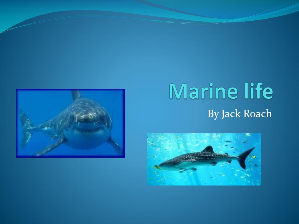 presentation on marine life