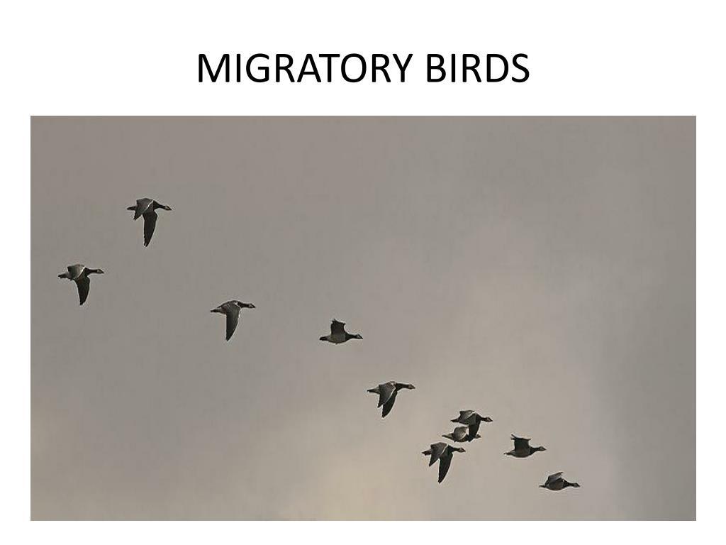 PPT - MIGRATORY BIRDS PowerPoint Presentation, free download - ID:1912579