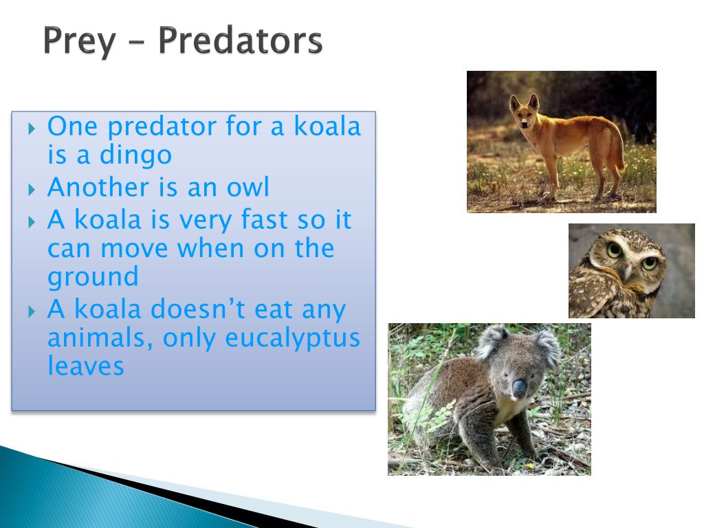 koala predators koala predators
