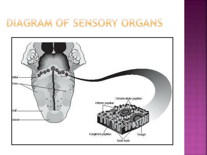 Sense of Taste PowerPoint Presentation Biology Diagrams