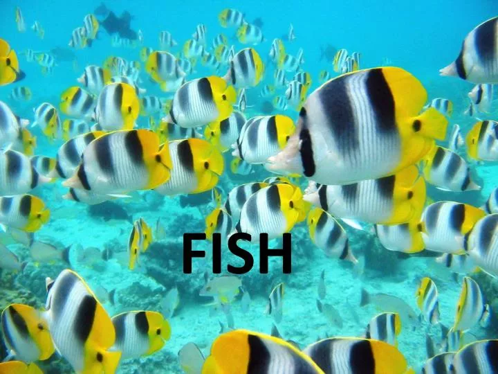 PPT FISH PowerPoint Presentation Free Download ID 1915149