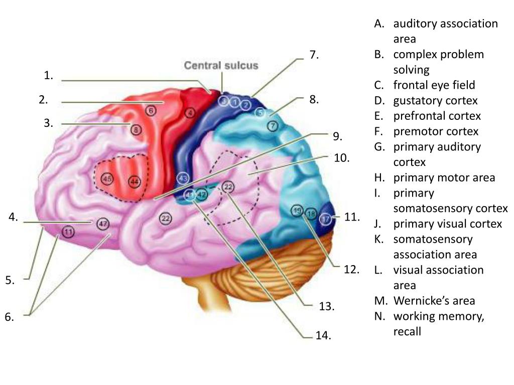 primary auditory cortex primary auditory cortex
