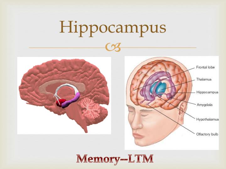 ppt anatomy and functions of the brain powerpoint endocrine hormones chart