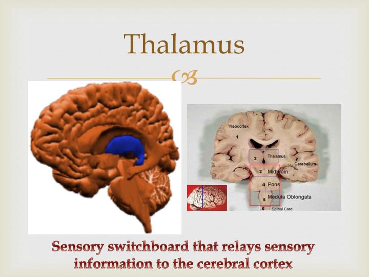 PPT Anatomy and Functions of the Brain PowerPoint Presentation ID