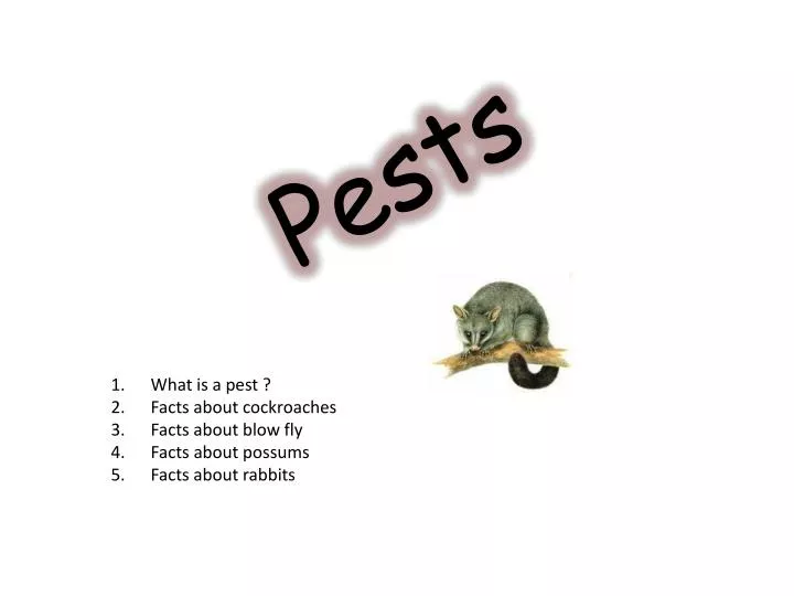 pests n.