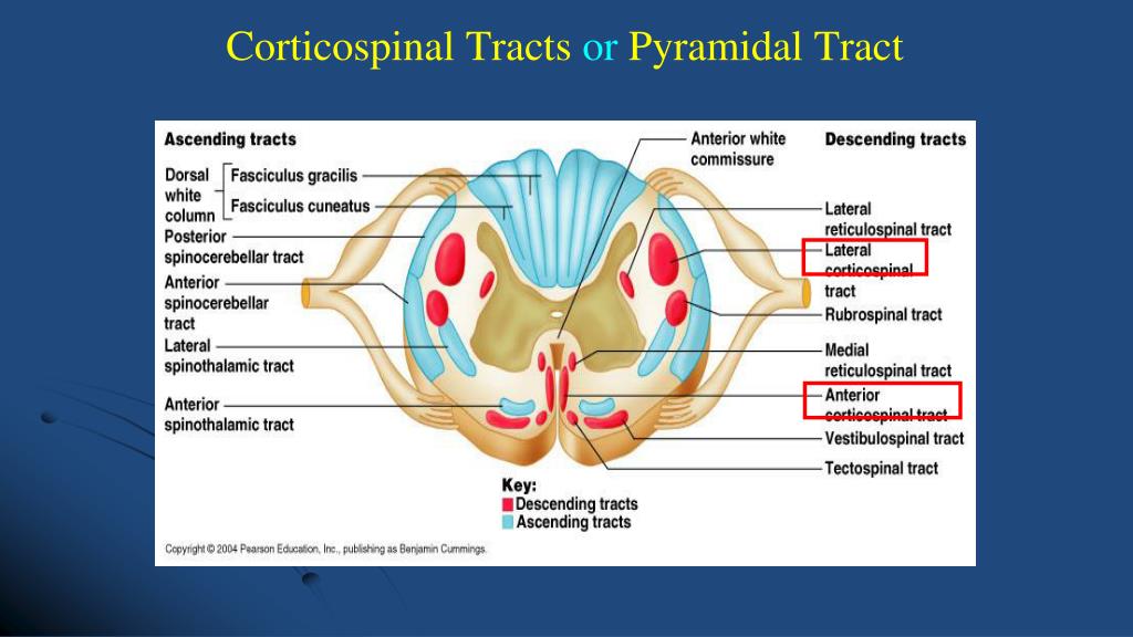 PPT - Spinal Cord Descending Tracts PowerPoint Presentation, free download  - ID:1916216