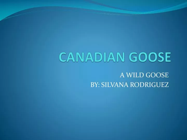 canadian goose n.