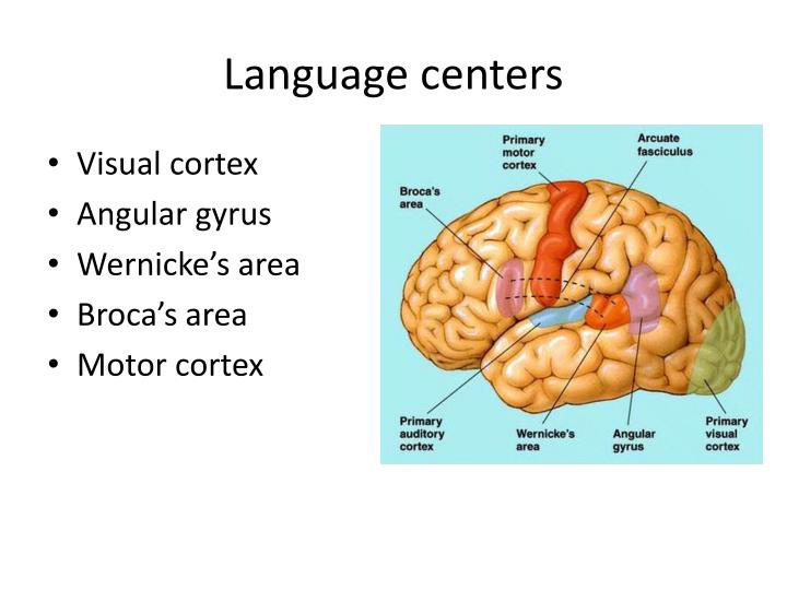 AP Psychology The Brain ! EQ: How do different brain areas ... Biology Diagrams
