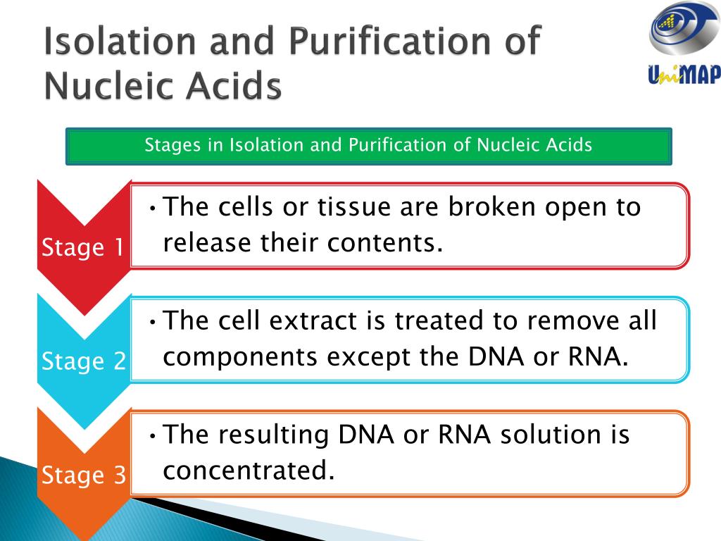 PPT NUCLEIC ACIDS PowerPoint Presentation, free download ID1916882