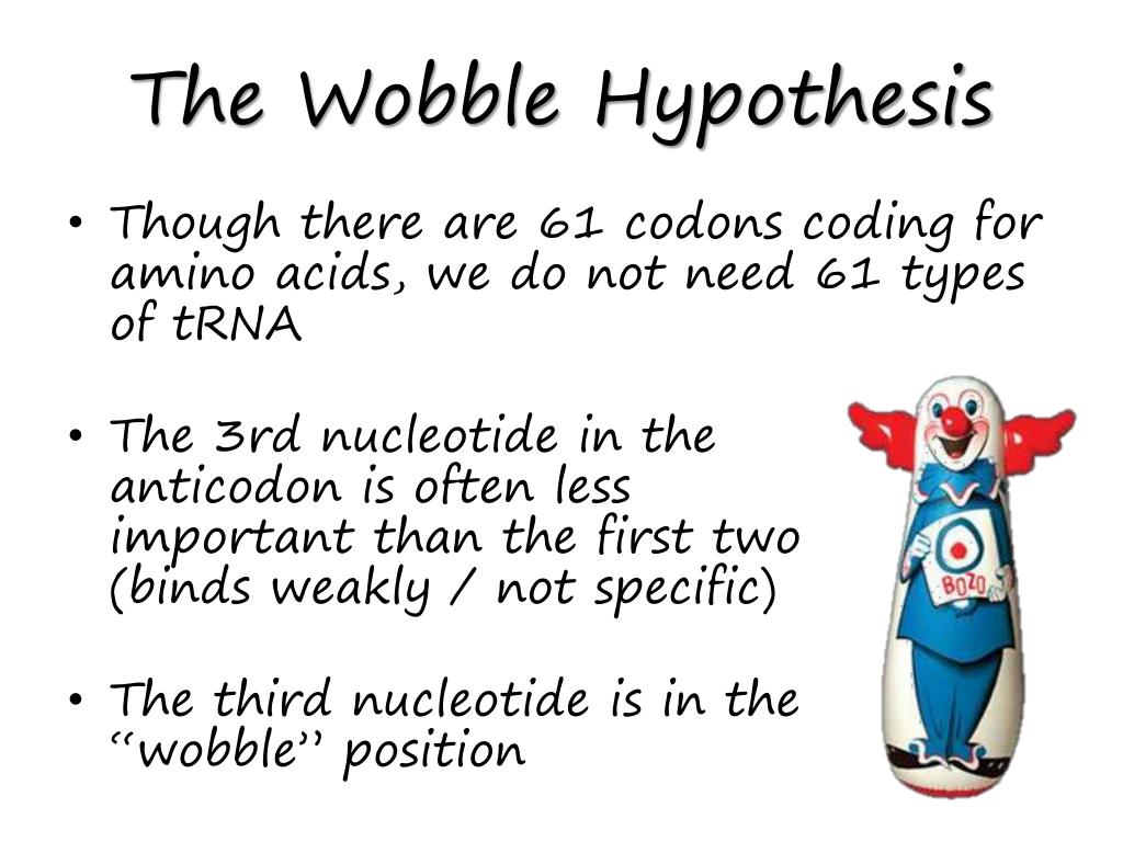 features of wobble hypothesis