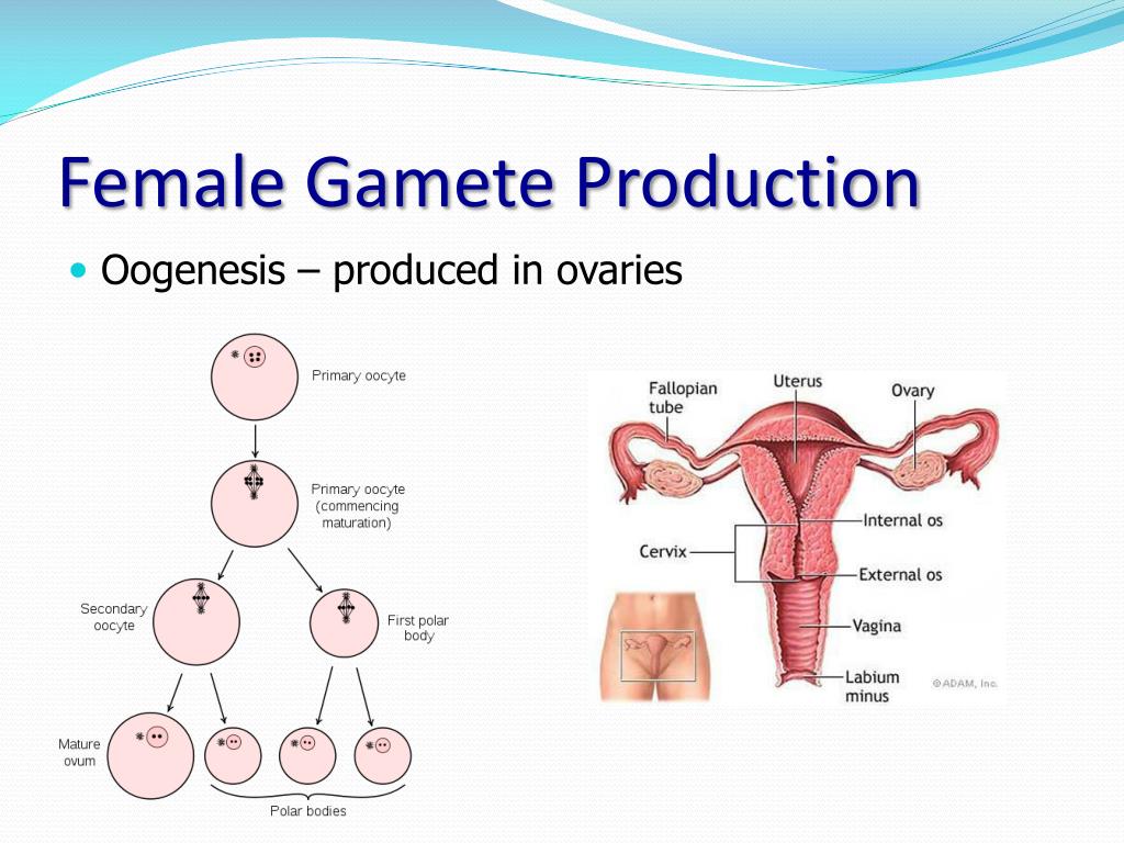 Ppt Meiosis And Variation Powerpoint Presentation Free Download Id 