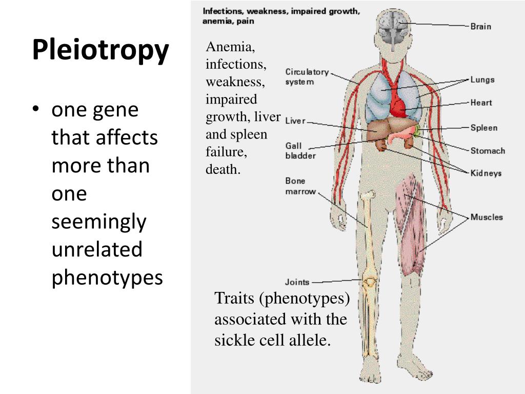 ppt non mendelian genetics powerpoint presentation id sickle cell genotype chart