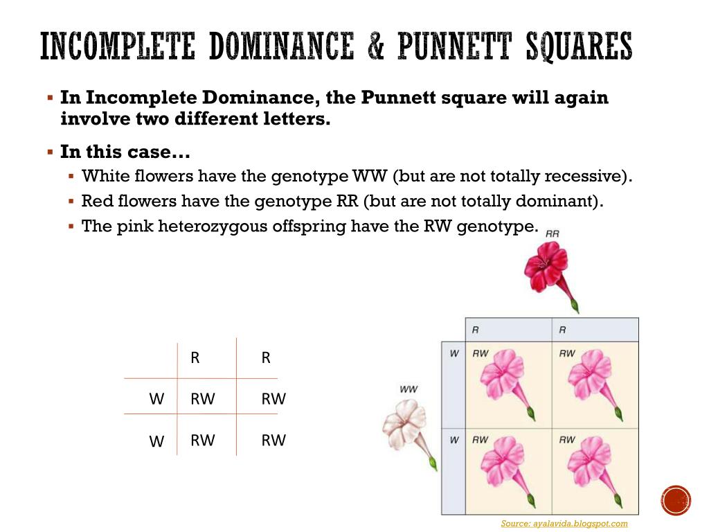 punnett-square-incomplete-dominance-worksheet-answer-key-as-a-result-of-incomplete-dominance