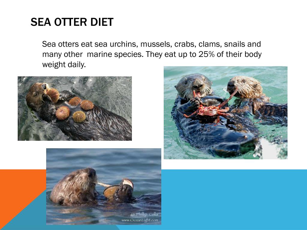 PPT - Polar Bears, Sea Otters, and Manatees PowerPoint Presentation ...