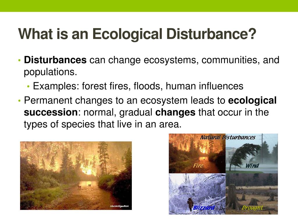 ppt-ecology-part-ii-ecosystems-communities-powerpoint-presentation