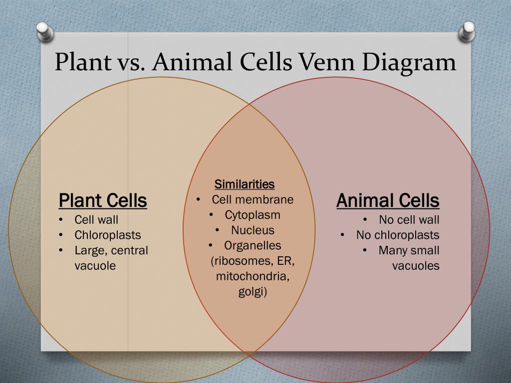 Venn Diagram Plant Versus Animal Cell