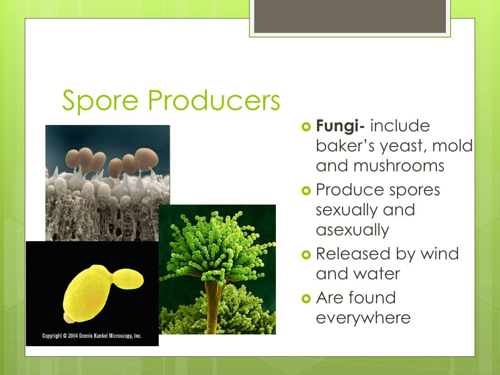 10 examples of spore bearing plants 10 examples of spore bearing plants