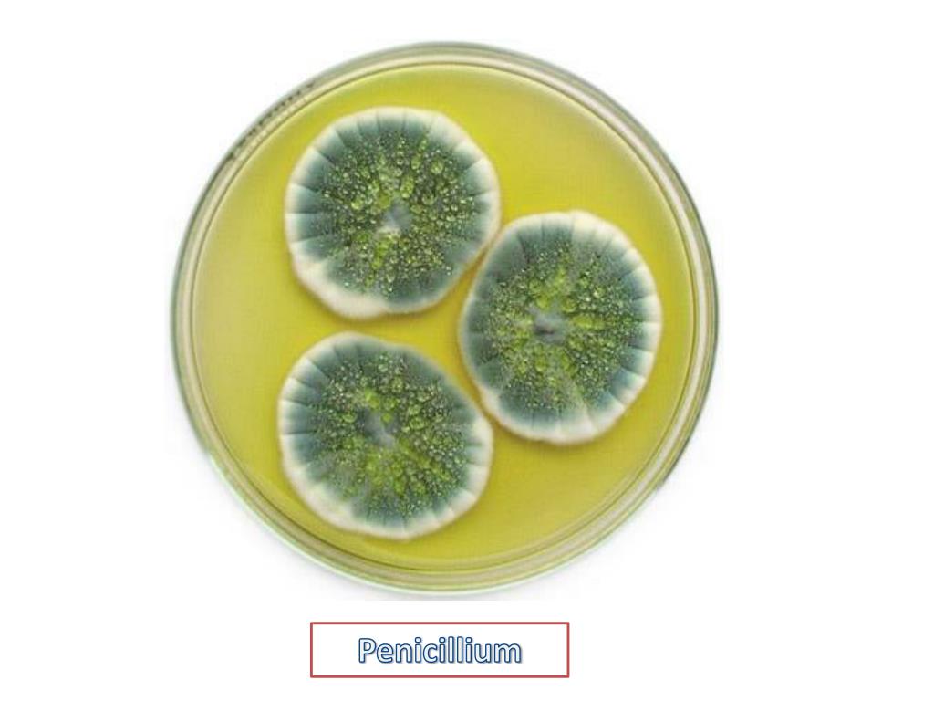Пеницилл и бактерии. Penicillium notatum пенициллин. Penicillium chrysogenum. Пенициллин в чашке Петри и Флеминг. Плесневые грибы в чашке Петри.