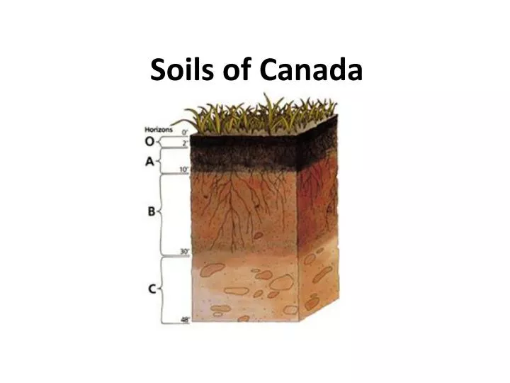 soils of canada n.
