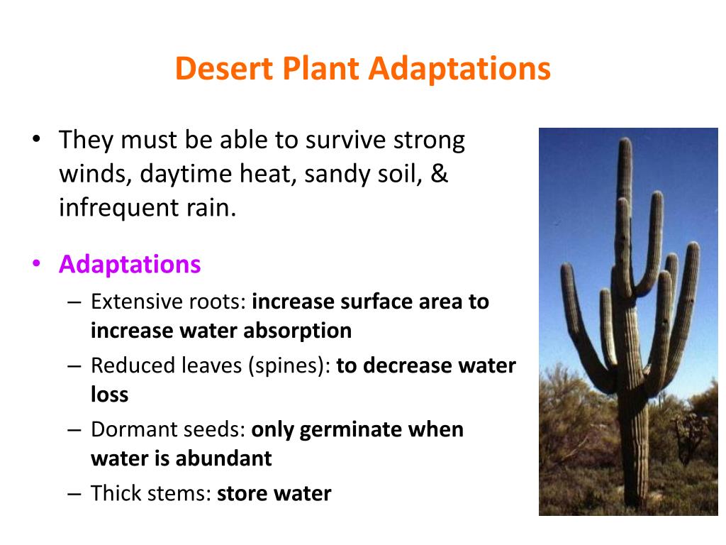 What Is Plant Adaptation