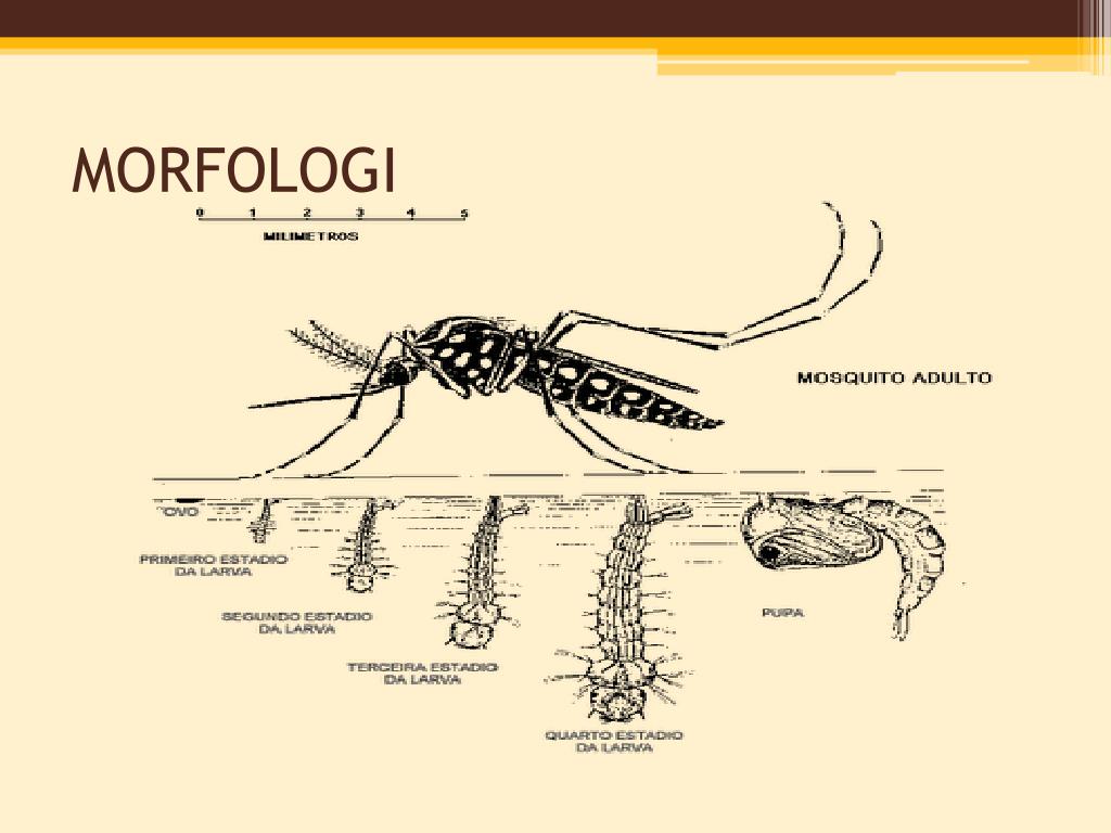 PPT - UJI POTENSI LARUTAN GULA RAGI SEBAGAI ATRAKTAN NYAMUK AEDES SP ...