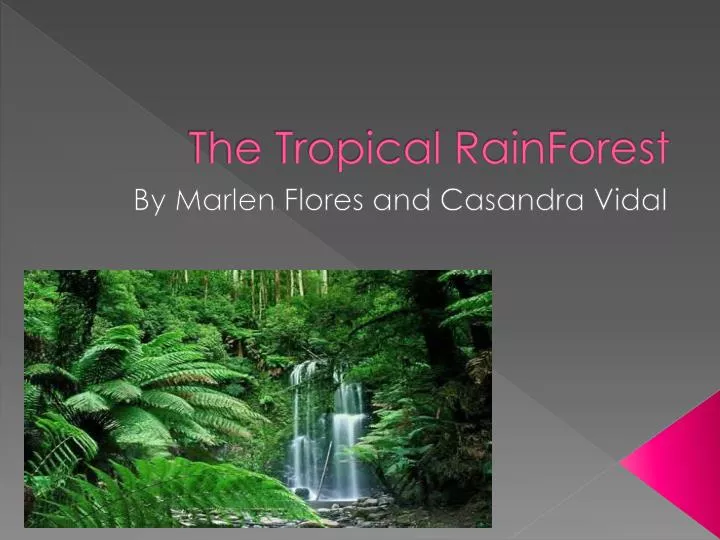 the tropical rainforest n.