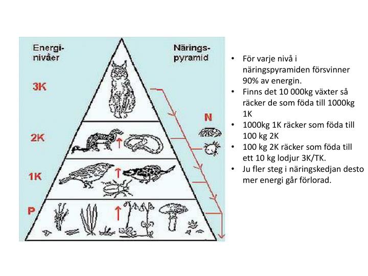 PPT - Ekosystem PowerPoint Presentation - ID:1919780