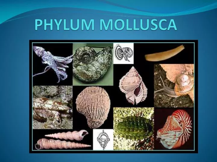 PPT - PHYLUM MOLLUSCA PowerPoint Presentation, free download - ID:1920037