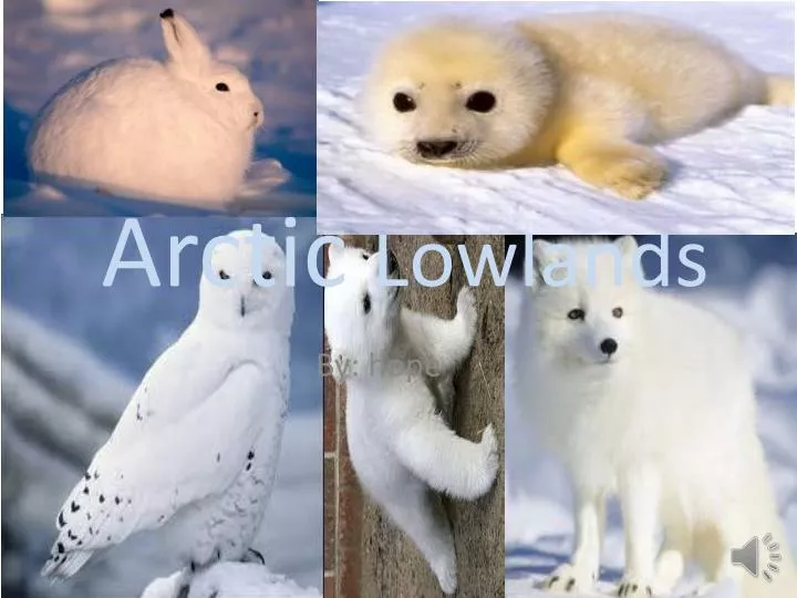 Ppt Arctic Lowlands Powerpoint Presentation Free Download