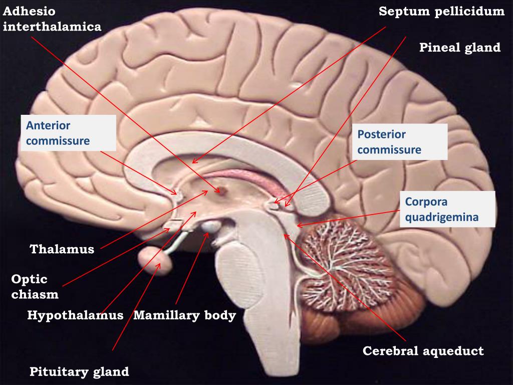 PPT DIENCEPHALON PowerPoint Presentation Free Download ID 1921378