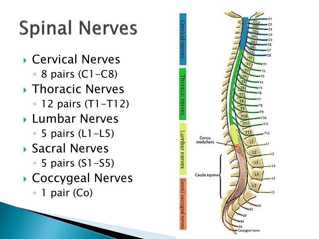 PPT - Spinal Nerves and Autonomic Nervous System PowerPoint