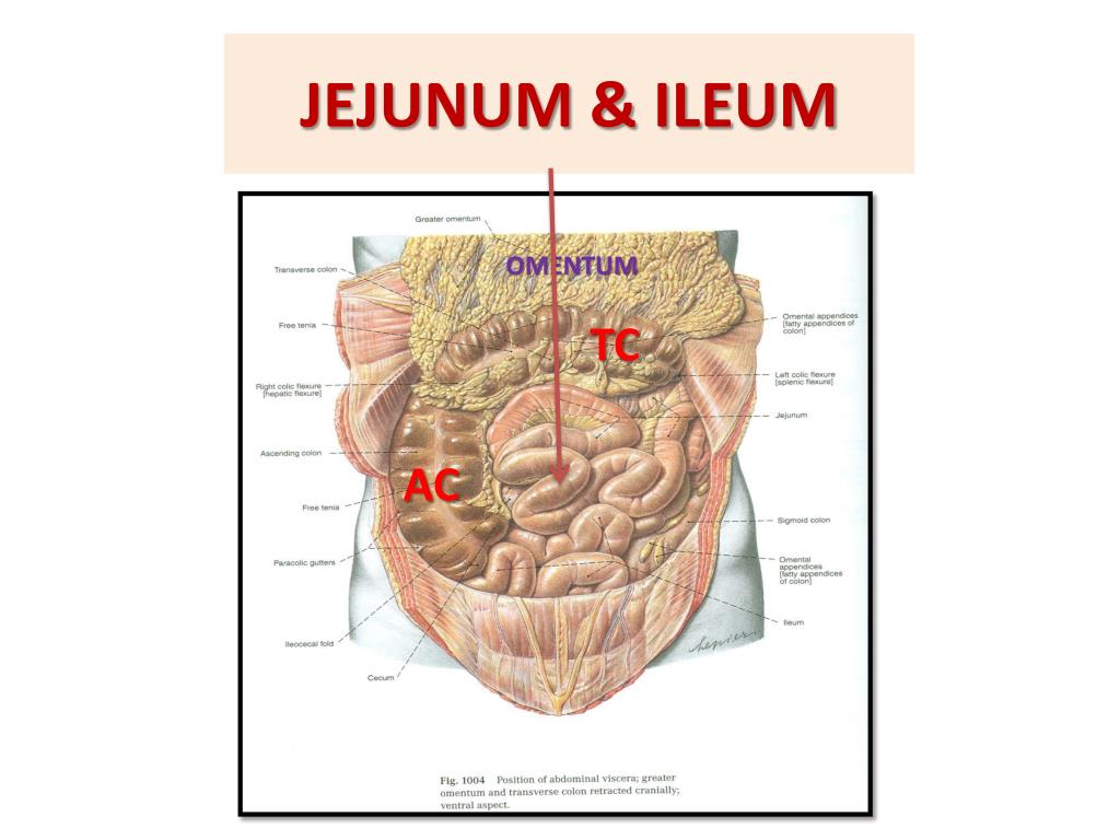 PPT ANATOMY OF THE SMALL INTESTINE PowerPoint Presentation Free 