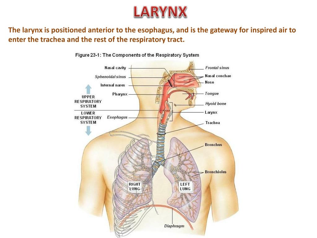 PPT - Upper Respiratory System Digital Laboratory PowerPoint