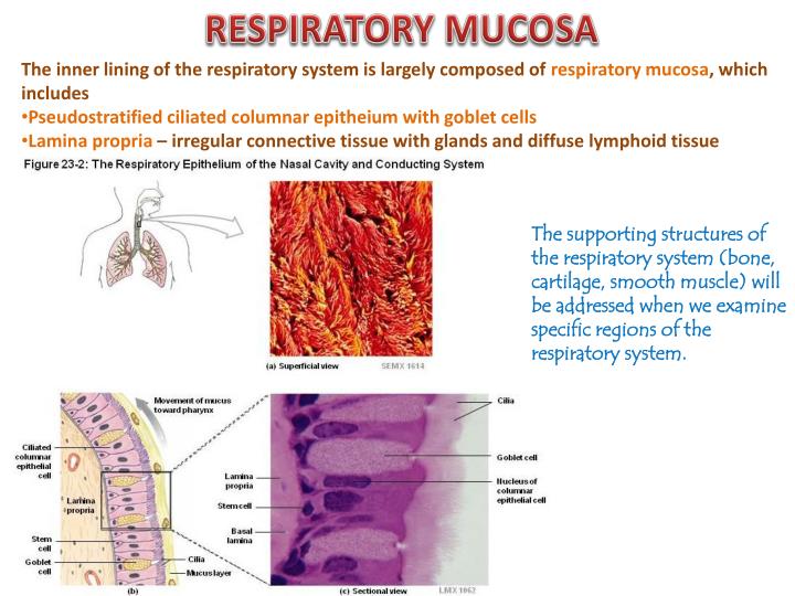 PPT Upper Respiratory System Digital Laboratory PowerPoint