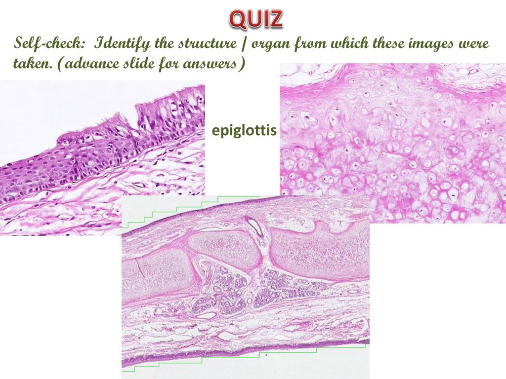 PPT - Upper Respiratory System Digital Laboratory PowerPoint