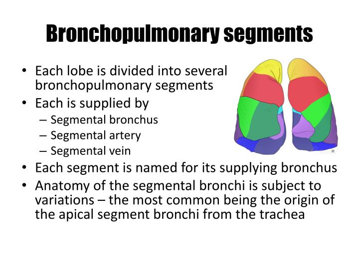 PPT - Lung Anatomy PowerPoint Presentation - ID:1921812