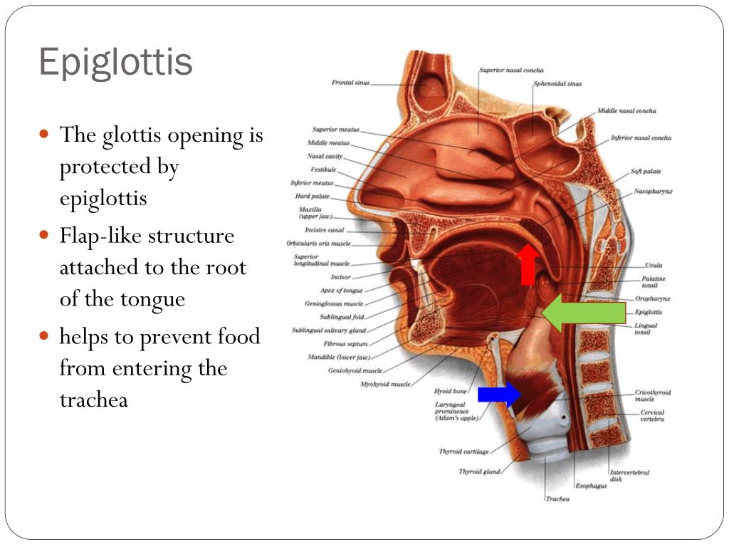 PPT The Mammalian Respiratory System PowerPoint Presentation Free 
